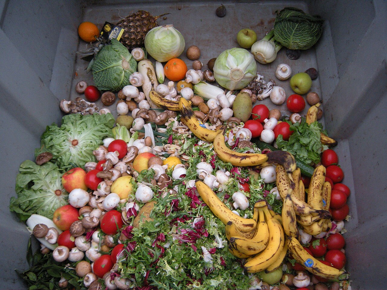 Discarded cabbages, mushrooms, bananas, tomatoes, and other produce filling a gray dumpster.